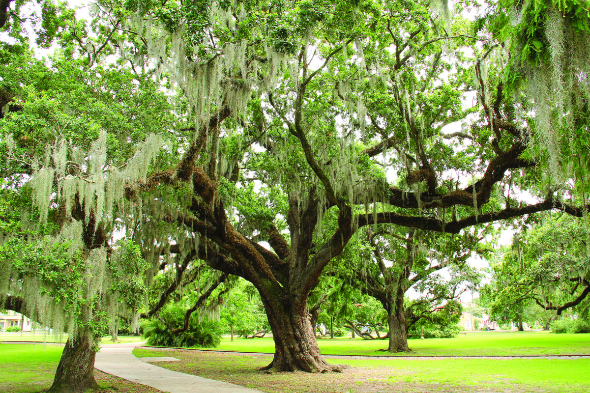 Oak Trees Louisiana University Of Illinois Alumni Association   Oak Trees Louisiana 1200x800 