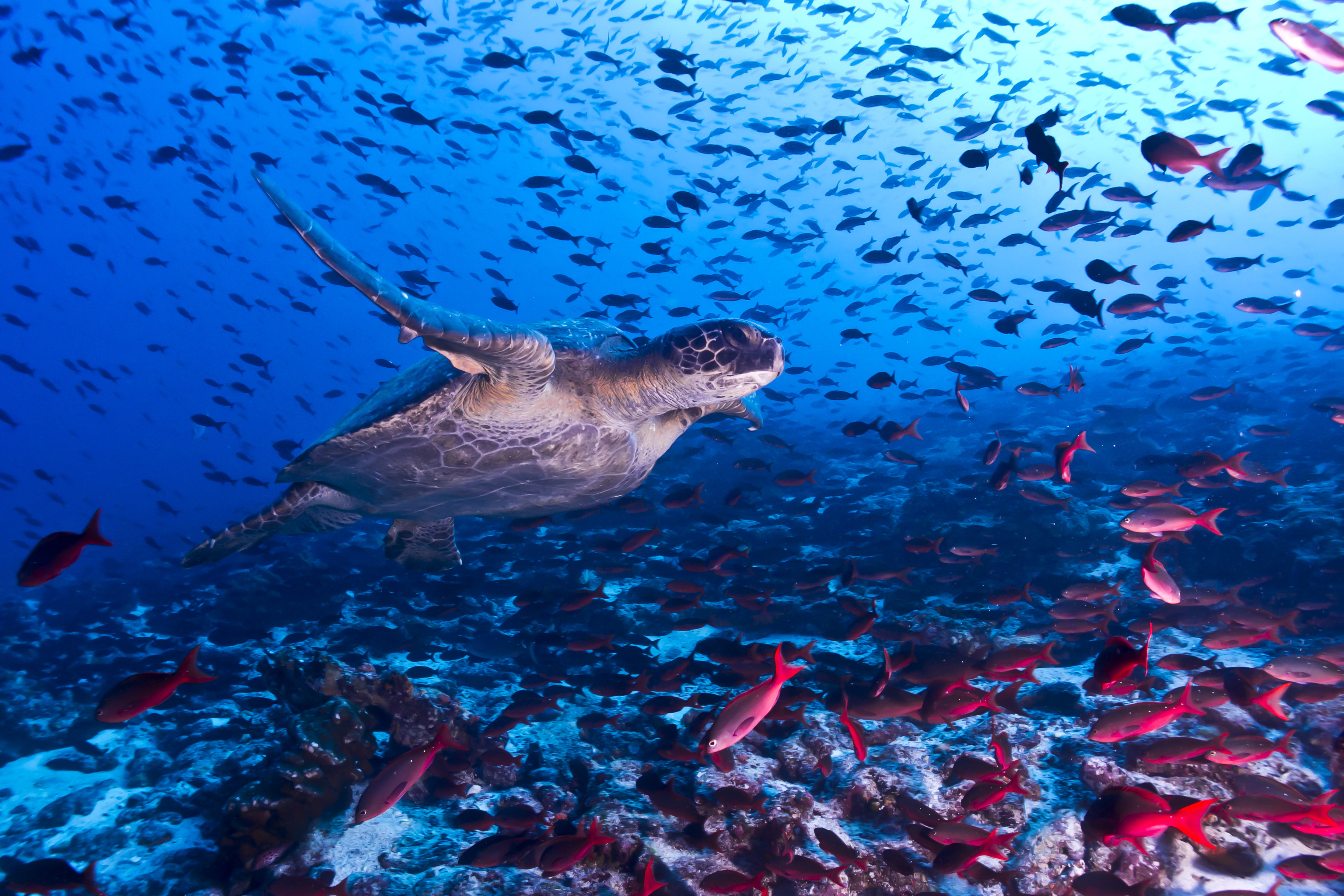 Живые обитатели океана. Рыбы Галапагосских островов. Галапагосские острова экосистема. Национальный парк «Галапагосские острова». Океан Галапагосы.