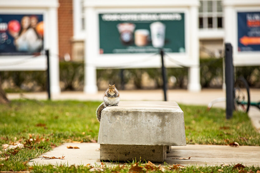 Squirrel perched on a concrete campus bench