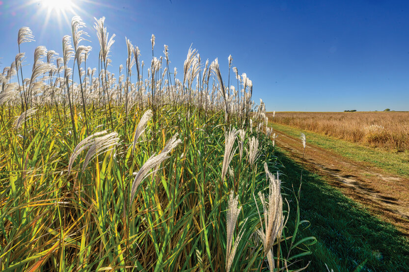 Large swath of giant perennial grasses.