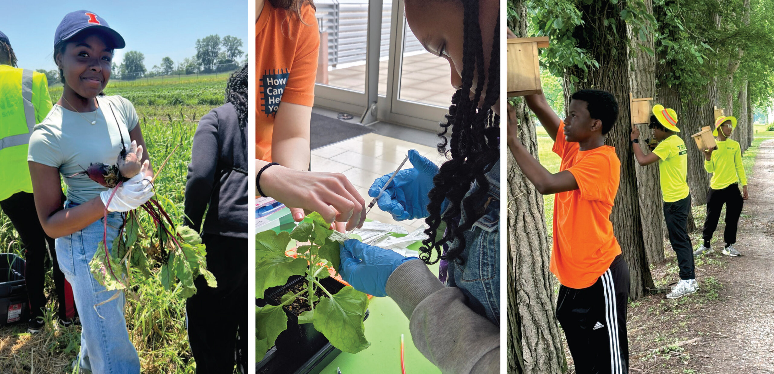 Youths engaged in agriculture-related summer activities