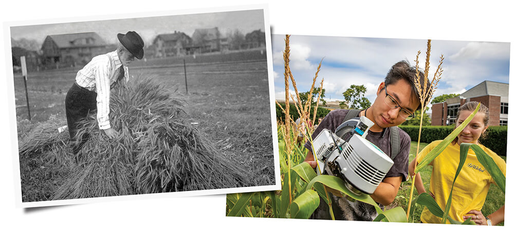 Images of individuals working in the Morrow Plots